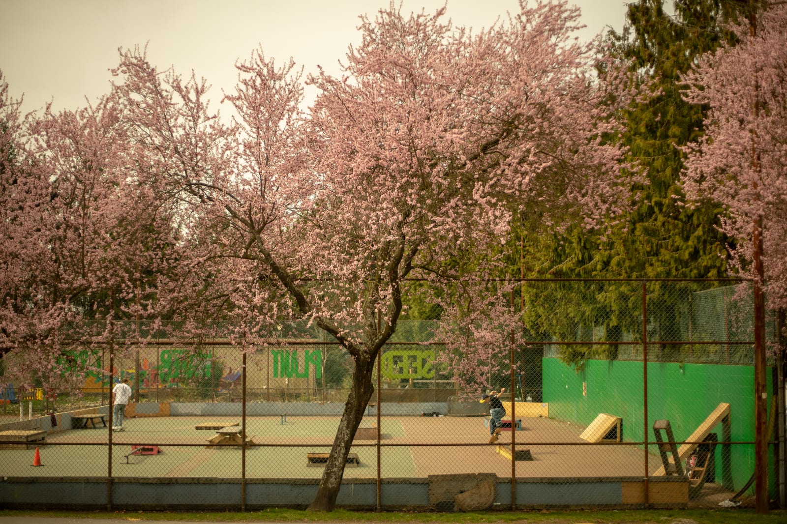 The Courts